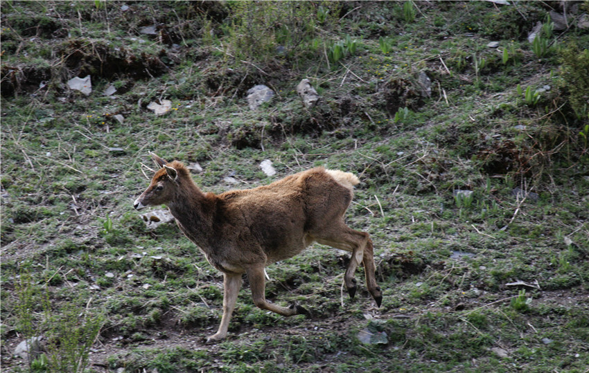 野生動物的樂2.jpg 野生動物的樂2.jpg