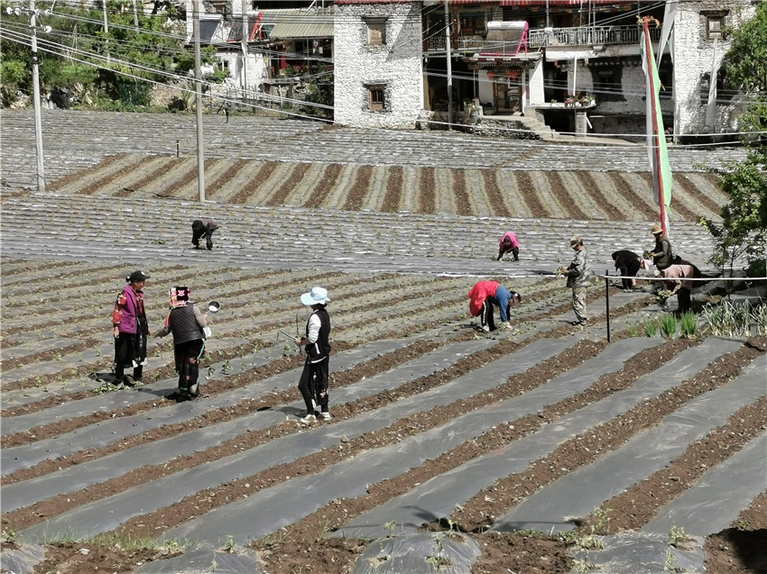 村民正在種.jpg 村民正在種.jpg