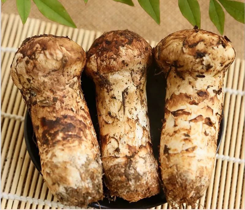 松茸1.jpg 松茸1.jpg