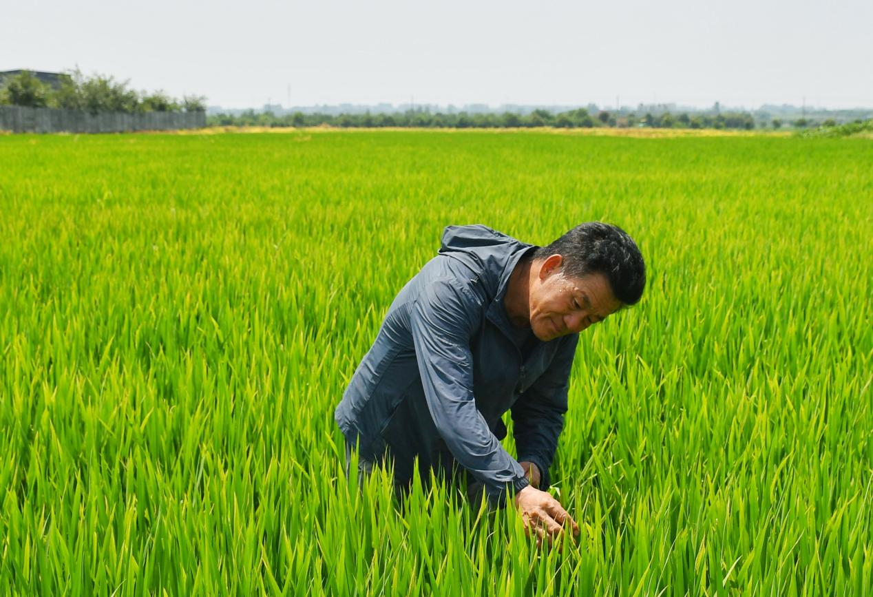 程夕兵在農(nóng)田里檢查水稻種植情況。人民網(wǎng)記者 周坤 攝
